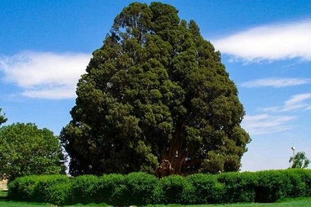 حیات پیرترین جاندار ایران به خطر افتاد؟