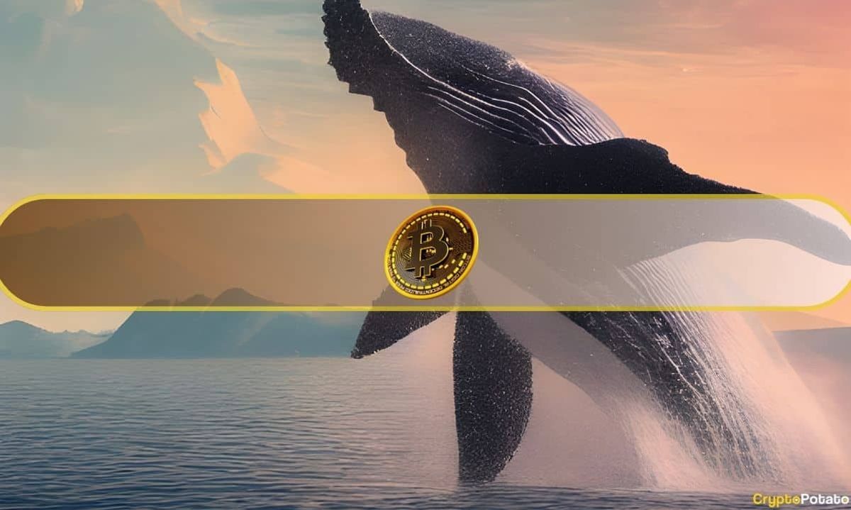 یک نهنگ خفته ۳۸۰ میلیون دلار بیت کوین را منتقل کرد